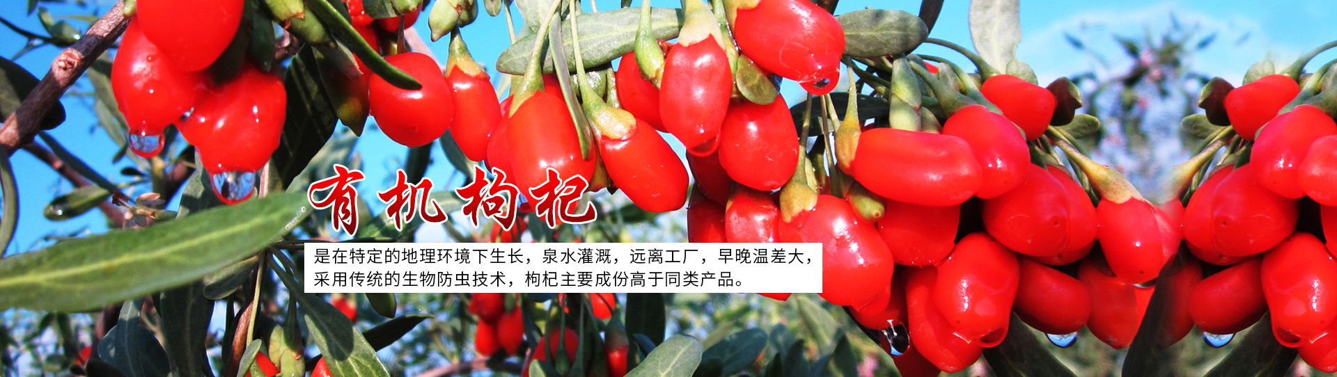 国际服务贸易咨询